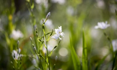 可以让处女座放开手脚，积极追求完美的人，风采果真不一般