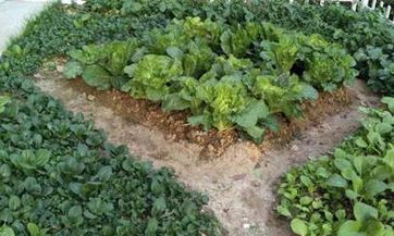 清明节过完是什么节日