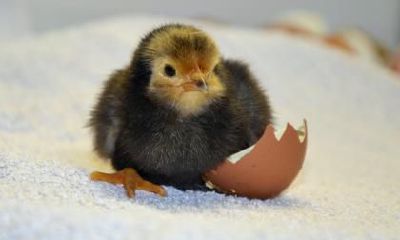 属鸡人让人感到讨厌的坏习惯