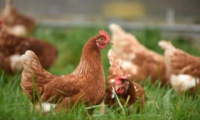 属鸡人专属的吉祥风水鱼是什么