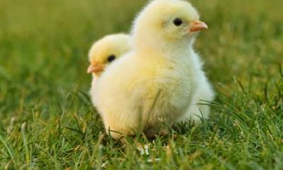 1993年出生的属鸡人2019年运势解析