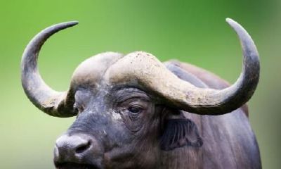 梦到杀了一头公野牛