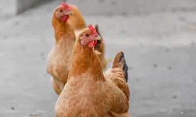 2019年属鸡人倒霉之时该怎么转运？