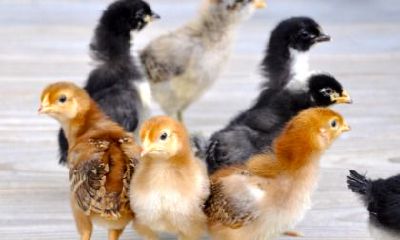 1993年属鸡的子时出生怎么样？