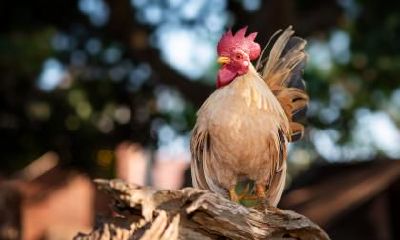 巳时属鸡是什么五行?