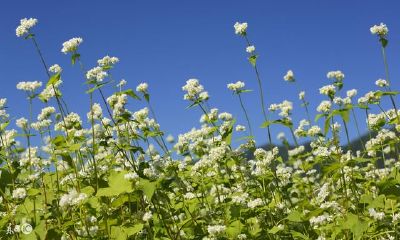 属相龙出生不一样月份的不一样运程，看看你是多么的有福气！