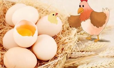 属鸡人买房的风水秘诀是什么