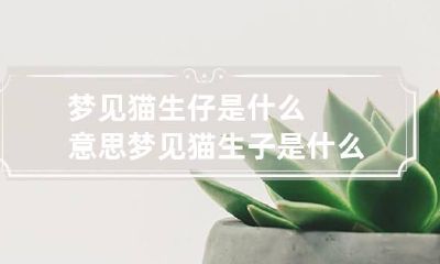 梦见猫生仔是什么意思 梦见猫生子是什么预兆