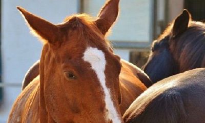 属马女嫁给了属牛男会如何