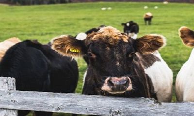 男属牛女属马旺夫相吗