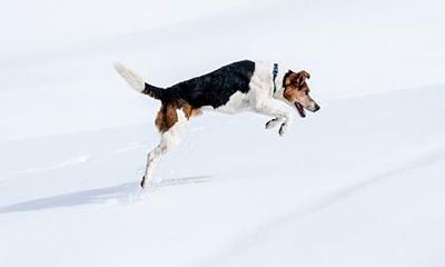 男鸡女狗在一起好不好？属狗女喜欢什么类型的男生？