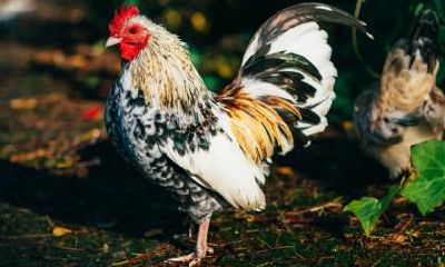 2019年属鸡的人贵人方位？2019年属鸡如何开运？