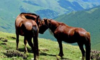 生肖马：近期会被谁 “骗财骗色” ？