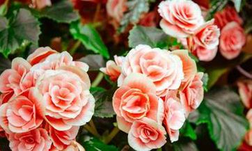 属牛和属狗相配吗，牛和狗合不合