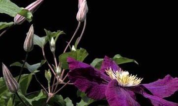 05月20日十二生肖运势与注意事项