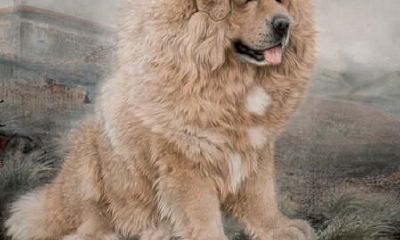 十二生肖： 属狗的人