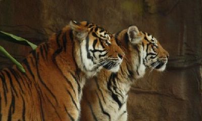 2022本运年女虎的贵人相助