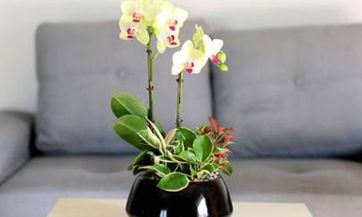 郑博士：羊年12生肖如何旺财运