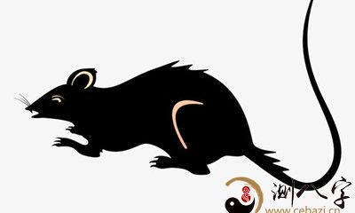 梦见黑老鼠