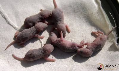 梦到一窝的老鼠仔