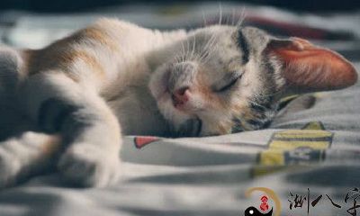 周公解梦猫抓老鼠