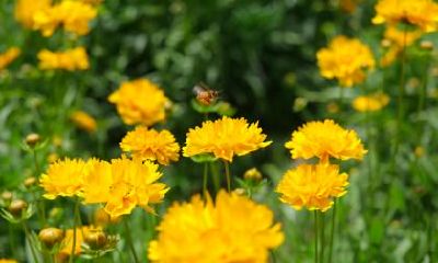 重阳节赏菊花的来历，属虎重阳节出生是什么命？