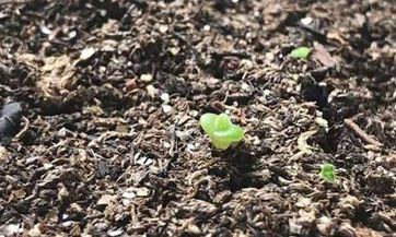 狂月天时 十二星座一周运势吉凶6.14-6.20