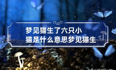 梦见猫生了六只小猫是什么意思 梦见猫生七只猫