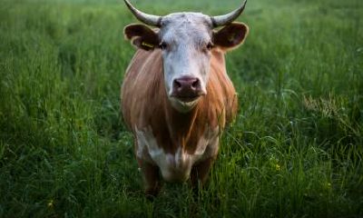 2021辛丑牛年农历十二月有哪些适合祭祀的日子？