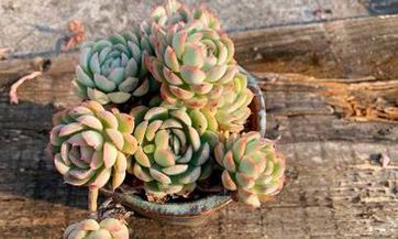 忘不掉水瓶女的星座男