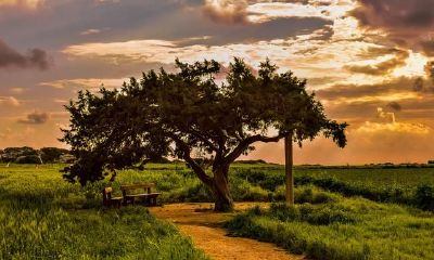 双鱼座2021年运程详细说明，搞好工作规划，不畏艰难，取得成功