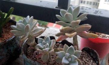 梦见灶里有火　周公解梦之梦到灶里有火