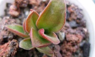 属羊男人和属兔女人相配吗