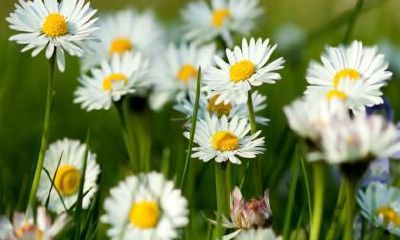 松柏木特点，辛卯兔松柏木命详解，财运好不好