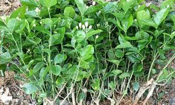 唐立淇12星座今日运势（9月13日）