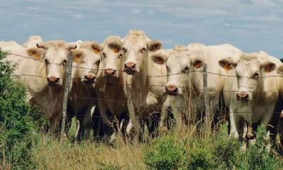 2021辛丑牛年农历十一月二十九日元旦是吉日吗？