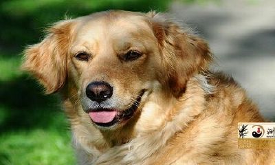 94年属狗女什么时候有婚缘