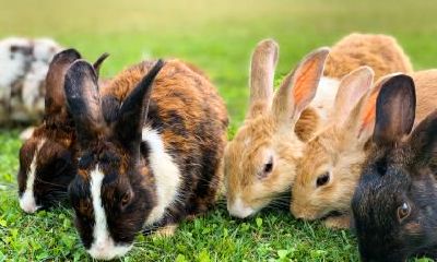 我属猴老公属鼠可不可以在2023年生小孩？