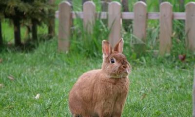 我属兔老公属鼠在2023年生兔宝宝可以吗？