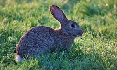 老公属猪我属鼠适合在兔年2023年怀孕生小孩吗？