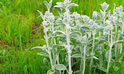 属虎最吉利的五十个字