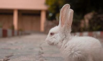 属鼠人在2023年兔年生宝宝好吗？属鼠最适合生什么生肖的宝宝？