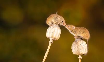 1996年出生的27岁属鼠人2023年运势运程分析