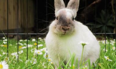 老公属龙我属鼠在2023年怀孕生一个属兔的宝宝可以吗？