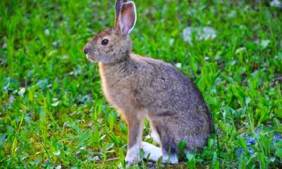 我属蛇老公属鼠2023年今年生孩子怎么样？