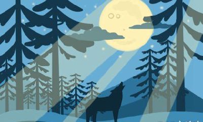 塔罗奥义2016年11月生肖虎运势