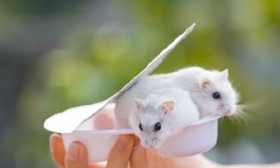 2023年属鼠女人结婚怎么样？属鼠人忌讳跟什么属相结婚？