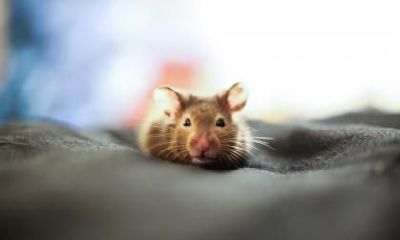 1984年出生的属鼠人2023年的财富运势怎么样？