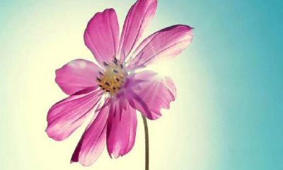 梦见坟墓上开花