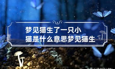 梦见猫生了一只小猫是什么意思 梦见猫生小猫是啥预兆
